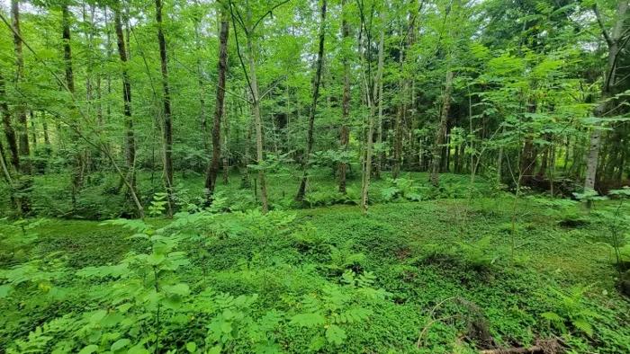 Land For Sale. Tsikhisdziri