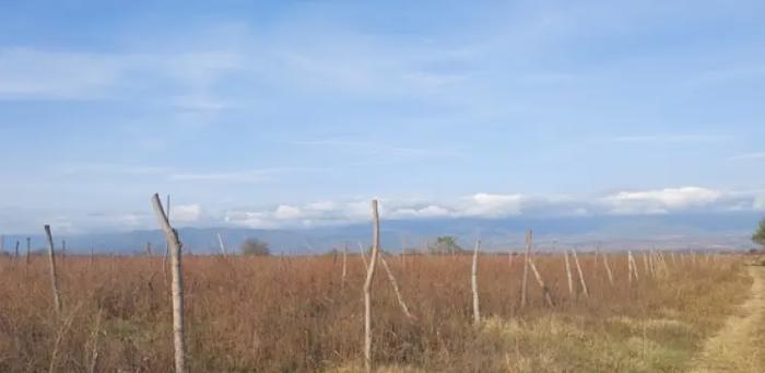 Land For Sale. Tsinandali