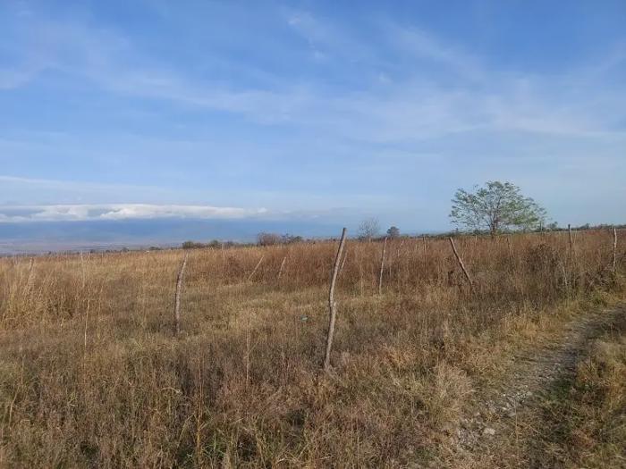 Land For Sale. Tsinandali