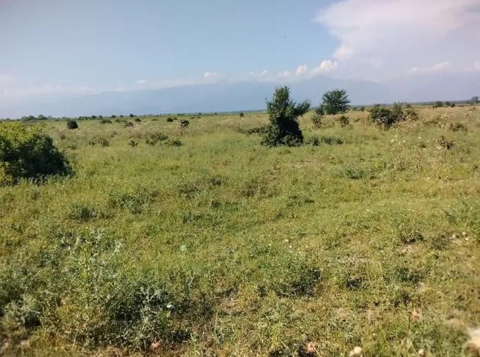 Land For Sale. Gurjaani