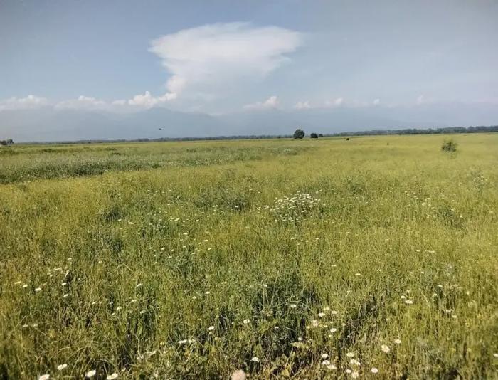 Land For Sale. Gurjaani