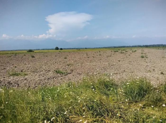 Land For Sale. Gurjaani