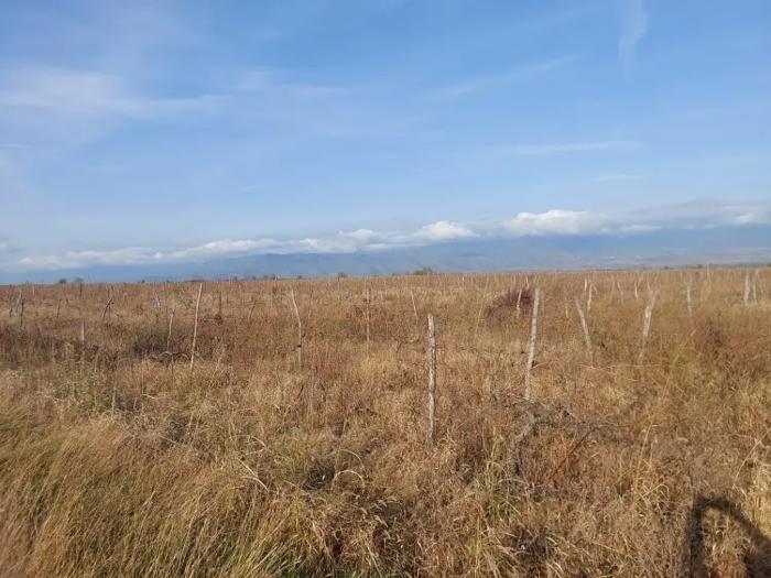 Land For Sale. Tsinandali