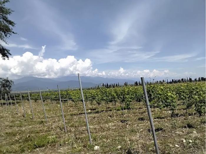 Land For Sale. Tsinandali