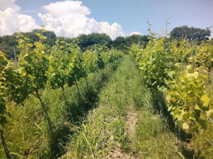 Land For Sale. Shilda