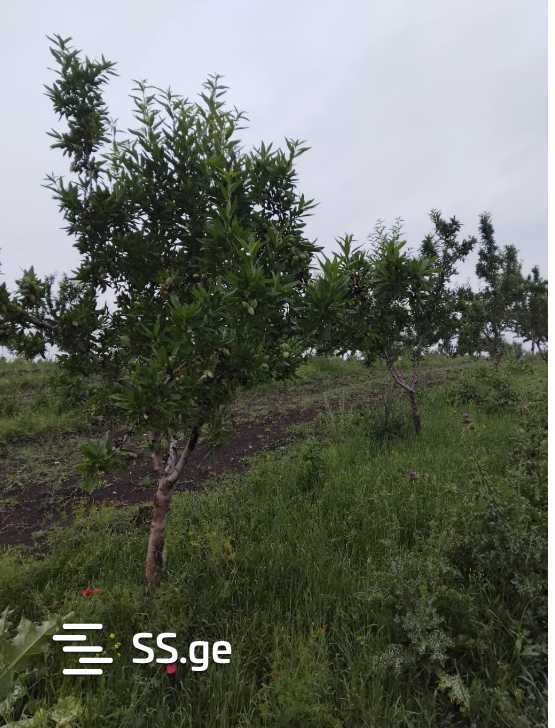 Land For Sale. Signagi view 9
