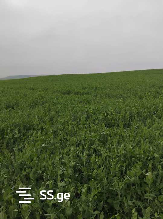 Land For Sale. Signagi view 2