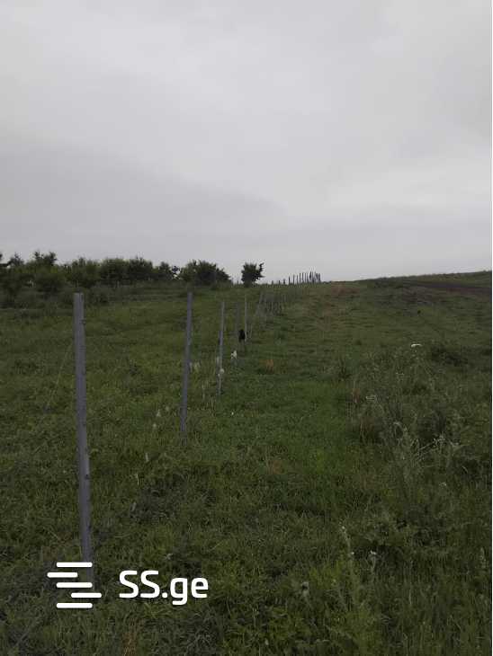 Land For Sale. Signagi view 6