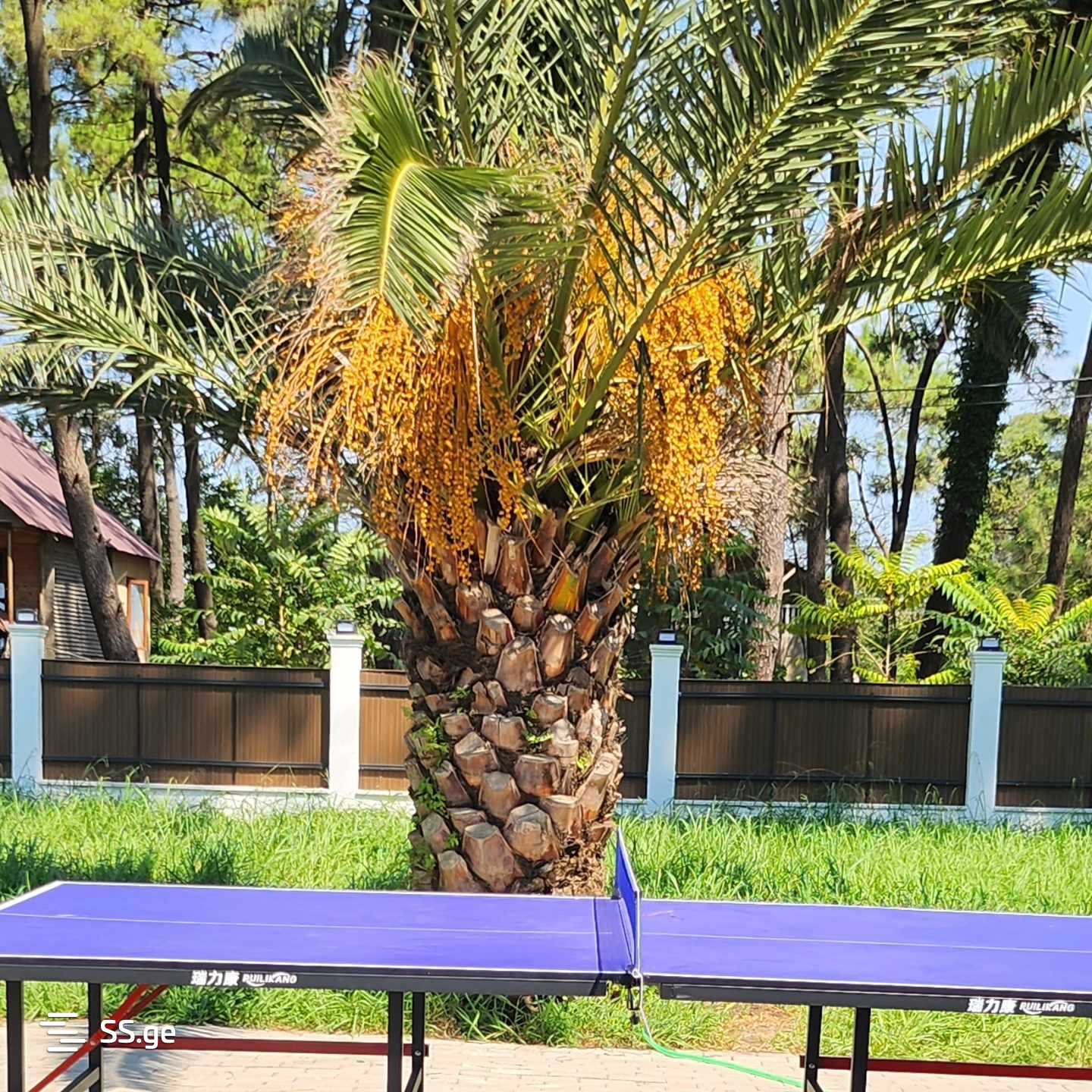 3 Room Private House For Rent. Poti view 2