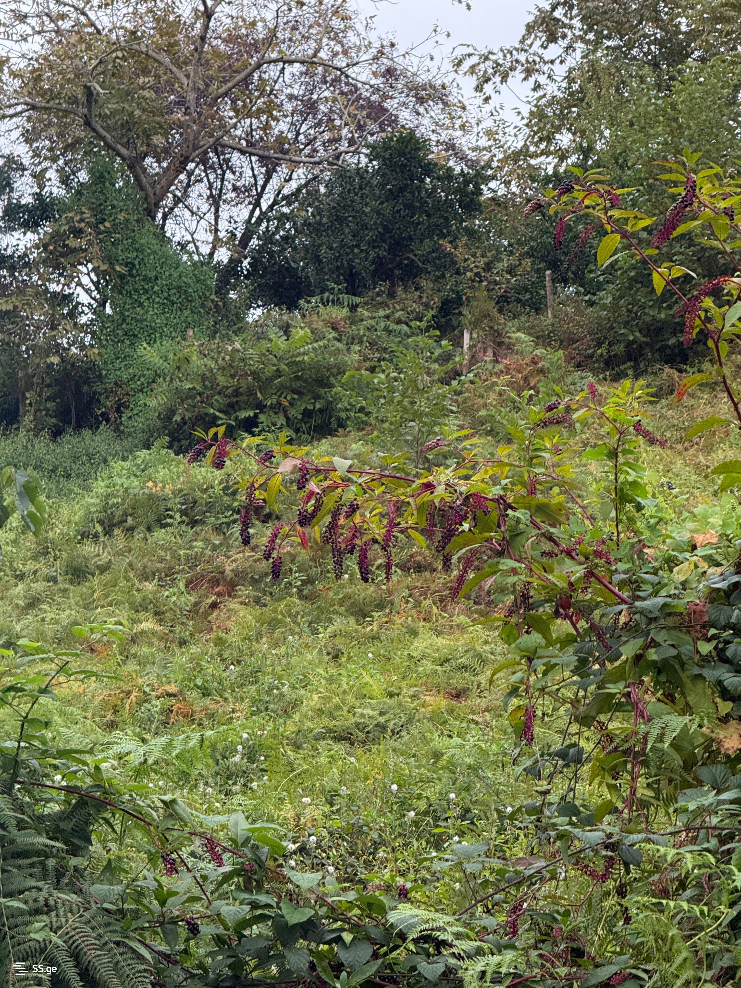 Land For Sale. Chaqvi view 8