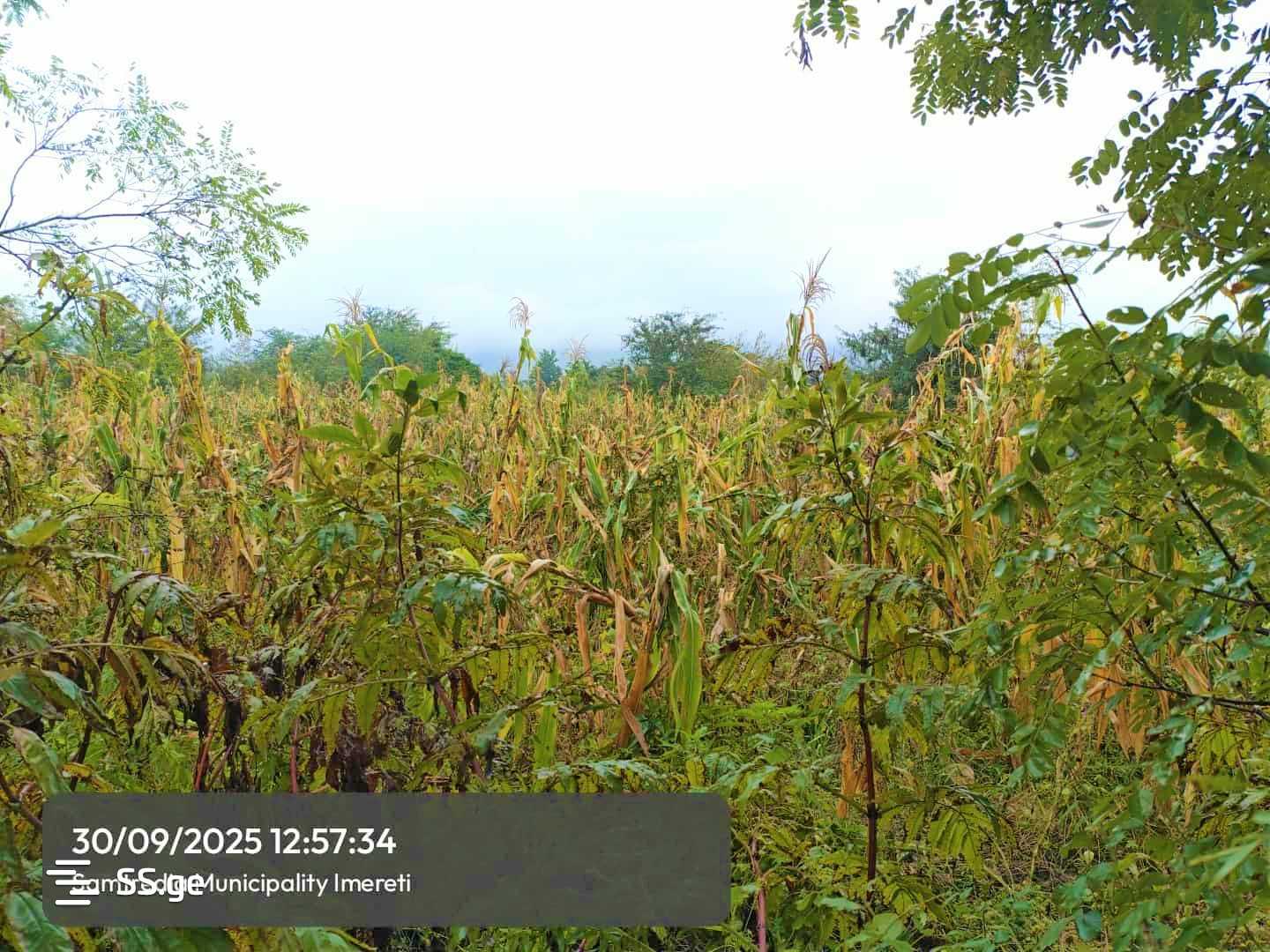 For Sale Sasoplo-Sameurneo Land Plot Samtrediashi view 6