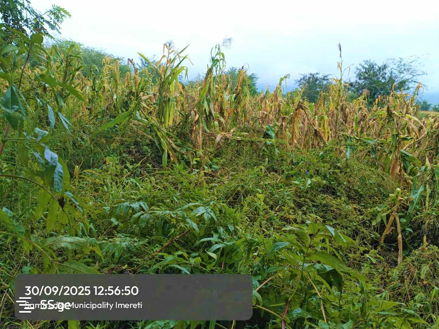 Land For Sale. Samtredia view 1