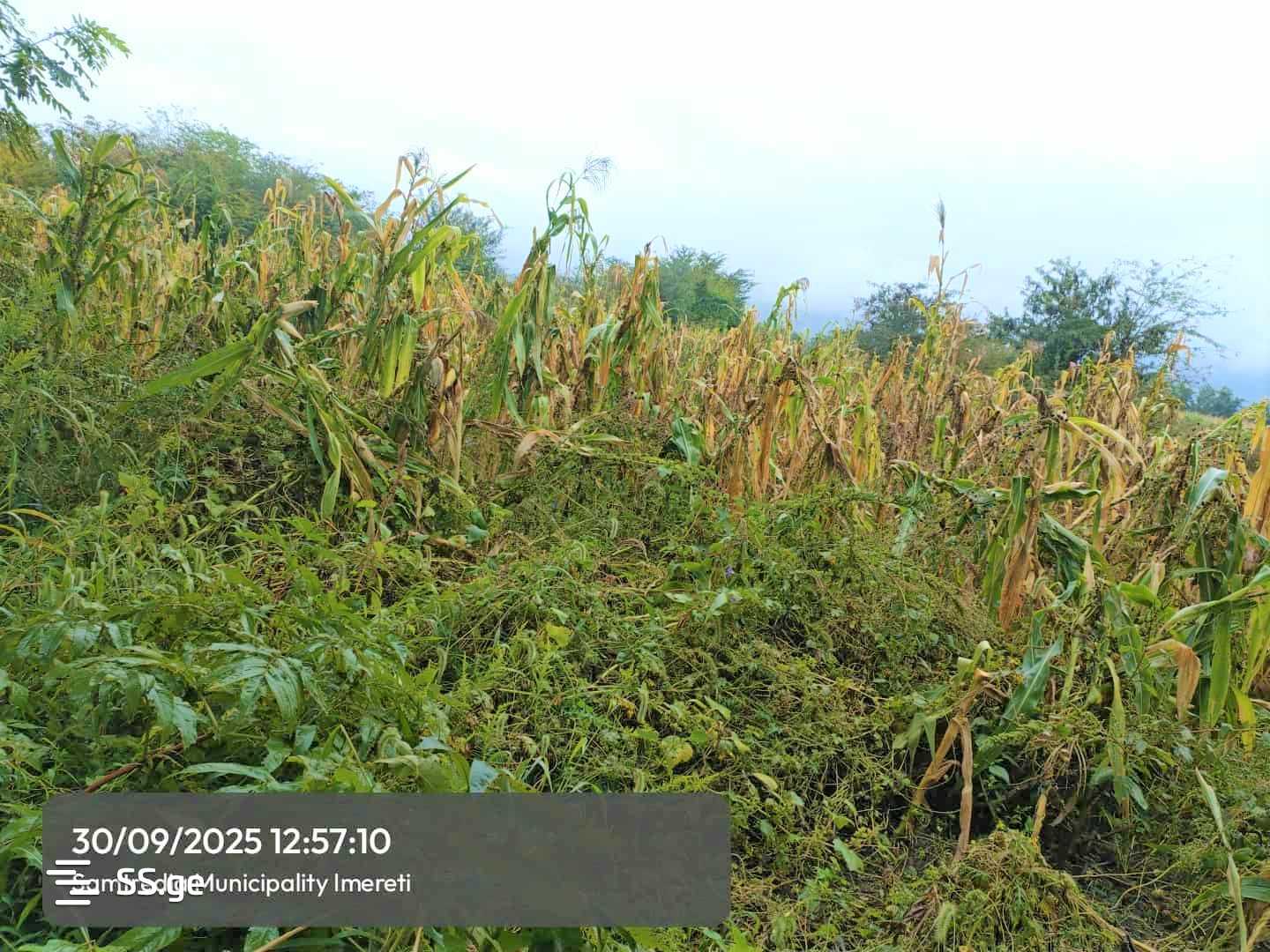 For Sale Sasoplo-Sameurneo Land Plot Samtrediashi view 8