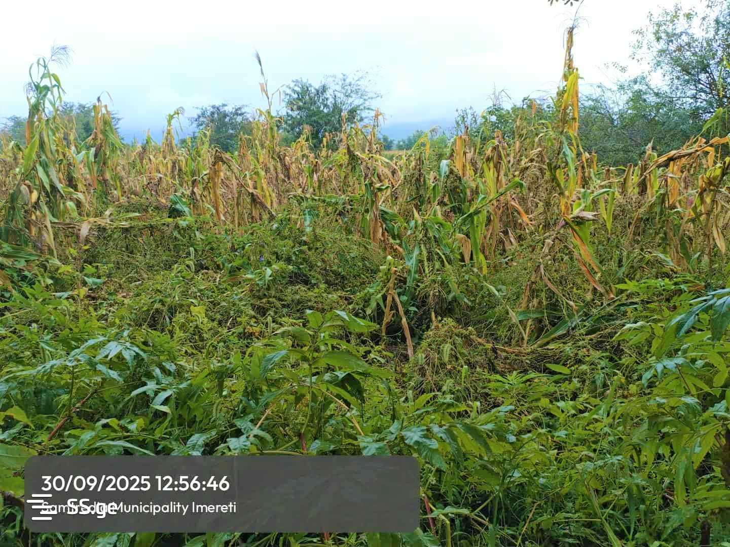 Land For Sale. Samtredia view 2