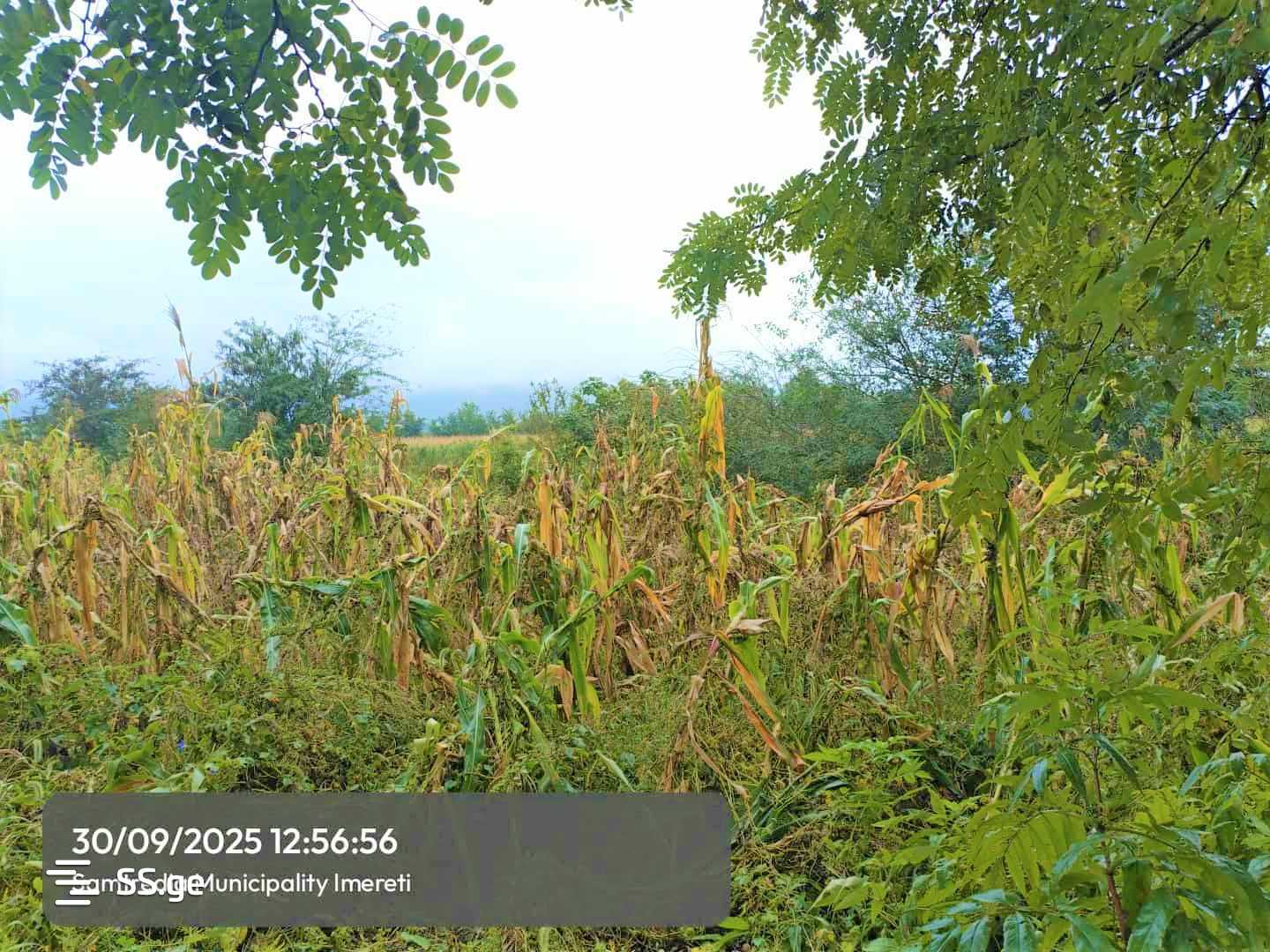 Land For Sale. Samtredia view 3