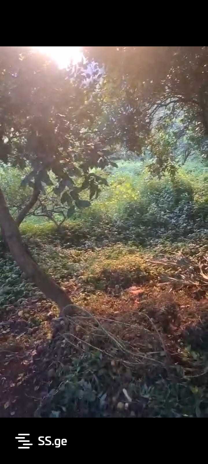Land For Sale. Makhindjauri view 2