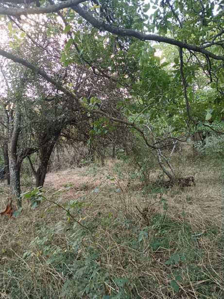 Land For Sale. Norio