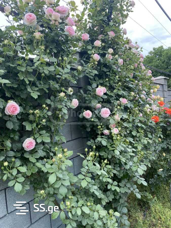 3 Room Private House For Sale view 1