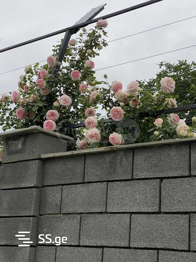 3 Room Private House For Sale view 5