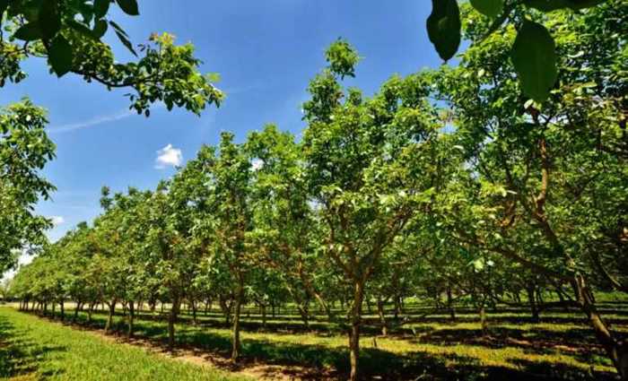 Land For Sale. Marneuli