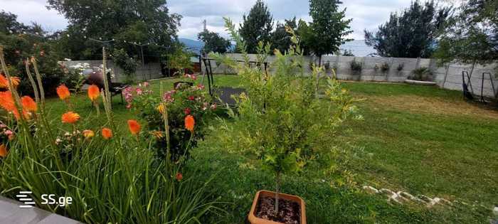 https://static.ss.ge/20251029/0_b0514850-5ac3-42d3-9201-2dd855b83a15_Thumb.jpg