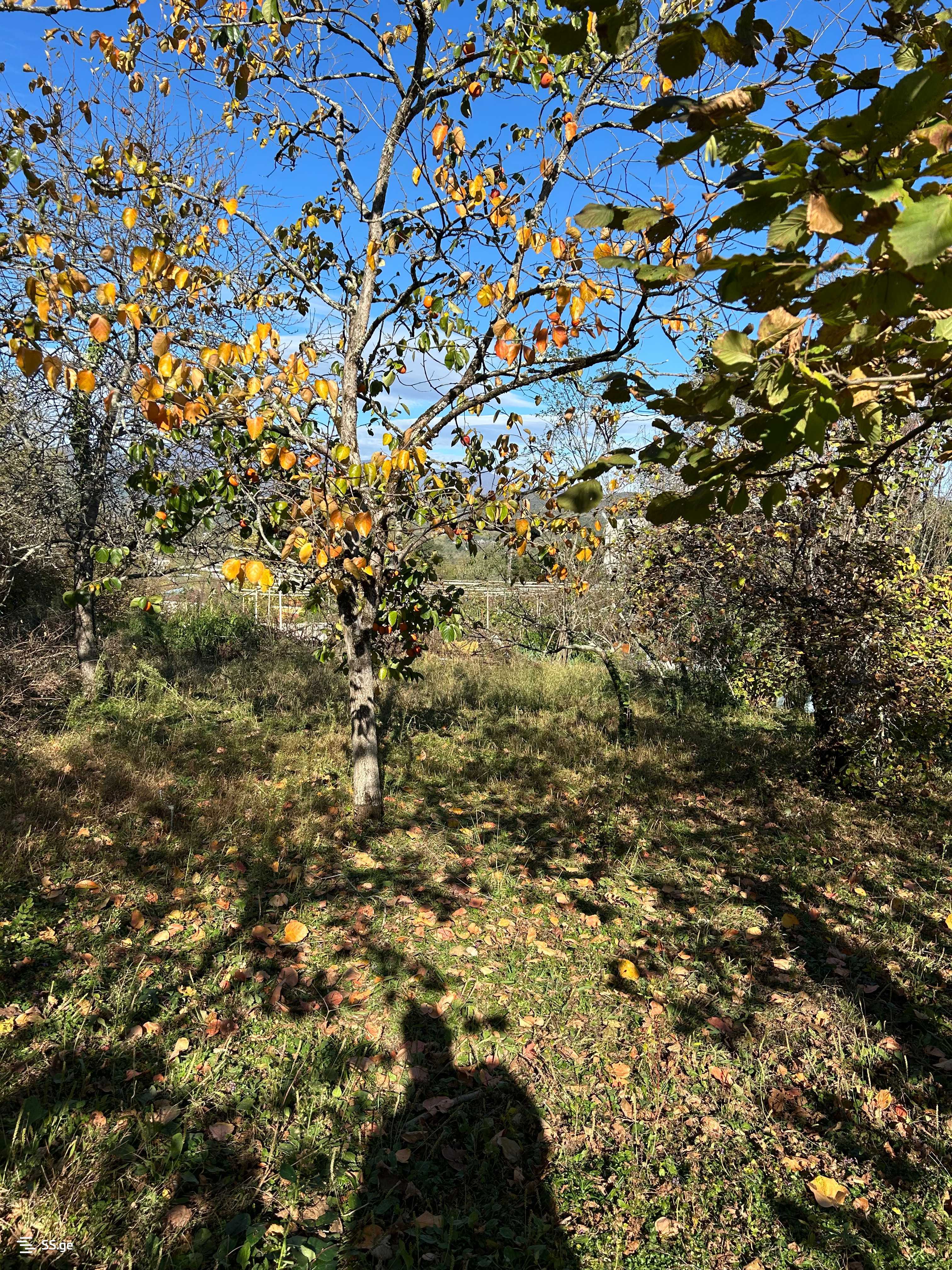 Land For Sale. Tskaltubo view 8