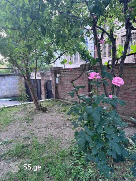 https://static.ss.ge/20251104/9_0a6f3a7b-9c39-405f-aa80-43974d7d1466_Thumb.jpg