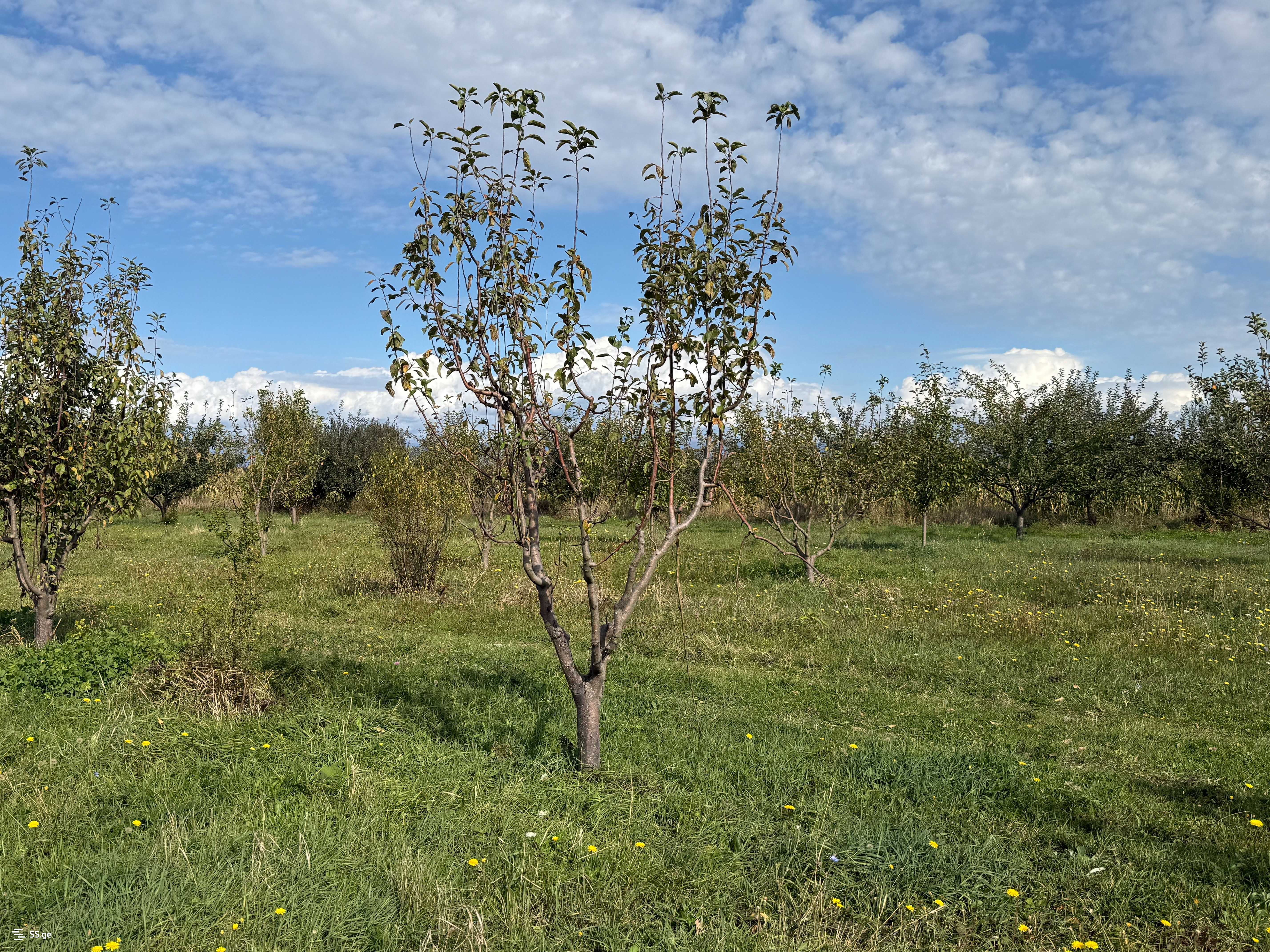 Land For Sale. Gori, 3 of 4
