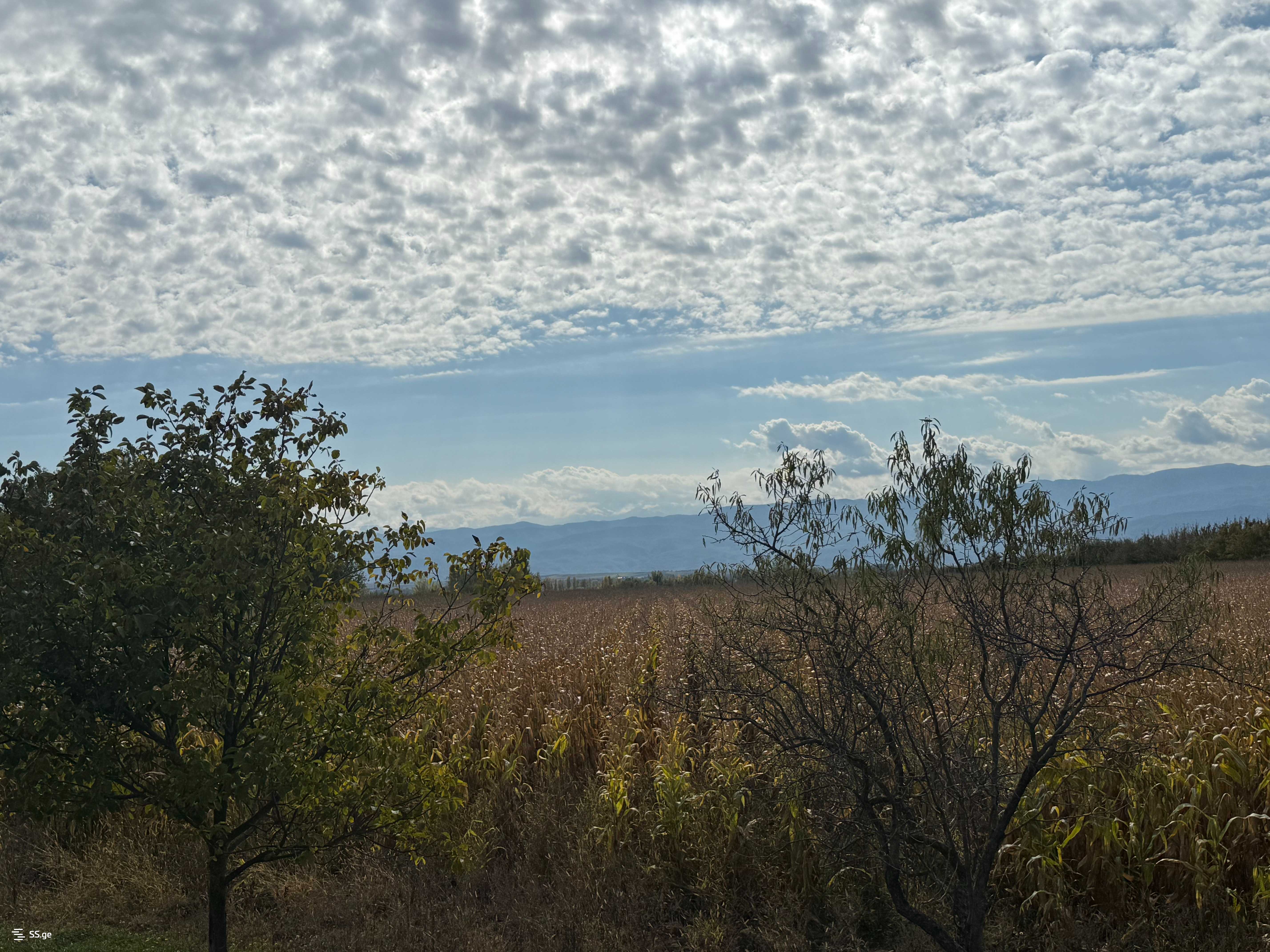 Land For Sale. Gori, 4 of 4