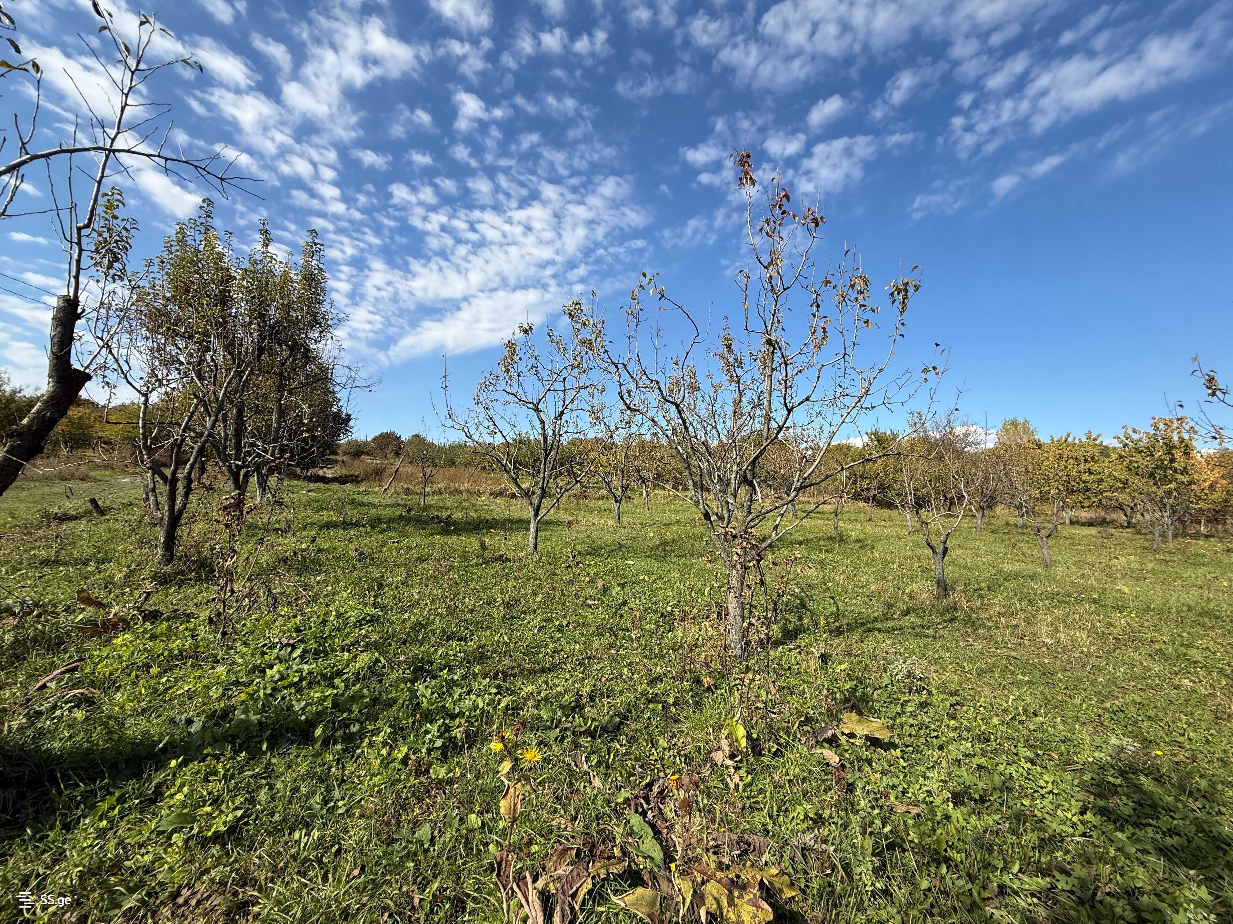 Land For Sale. Gori, 3 of 4