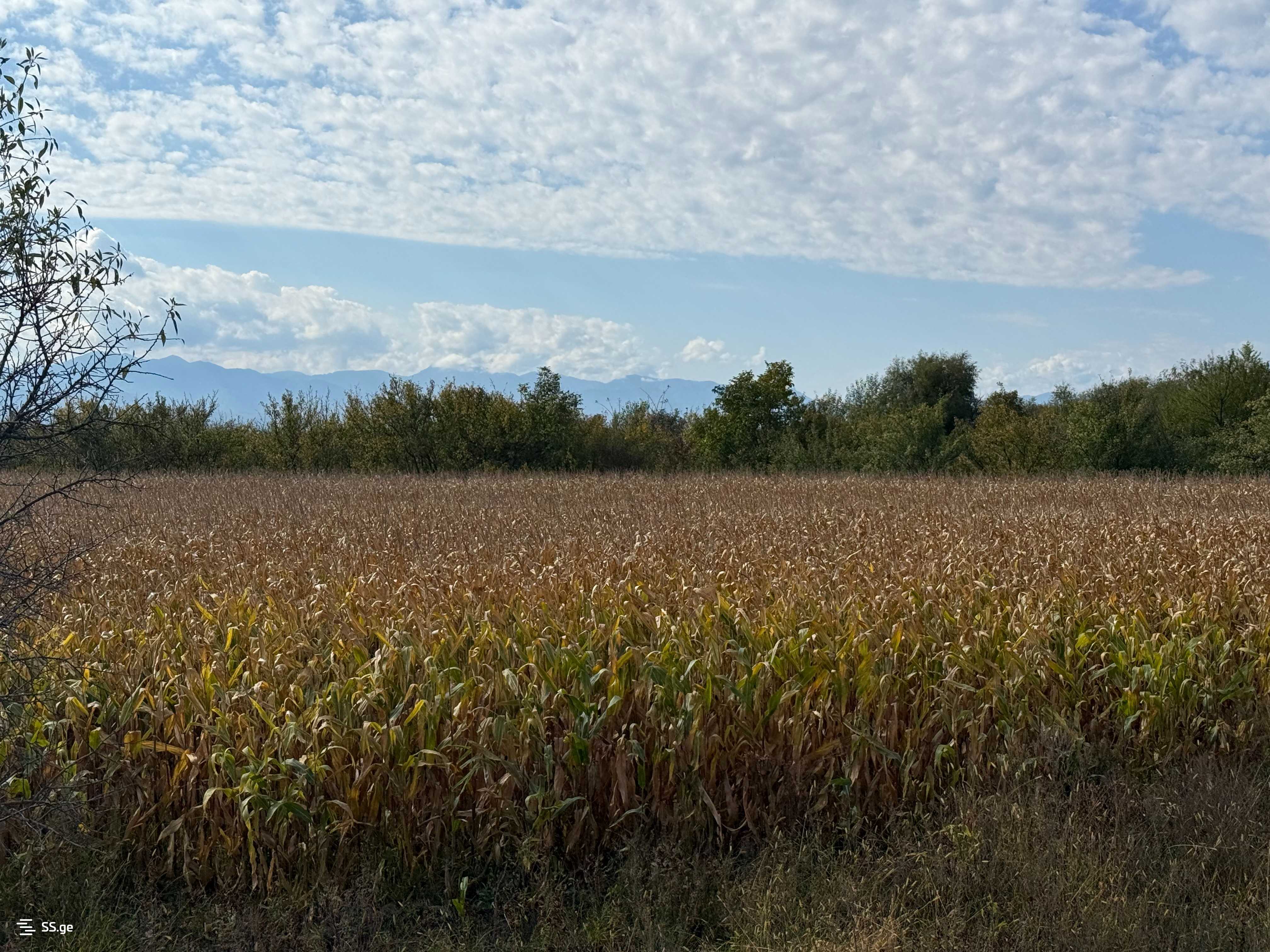 Land For Sale. Gori, 2 of 4