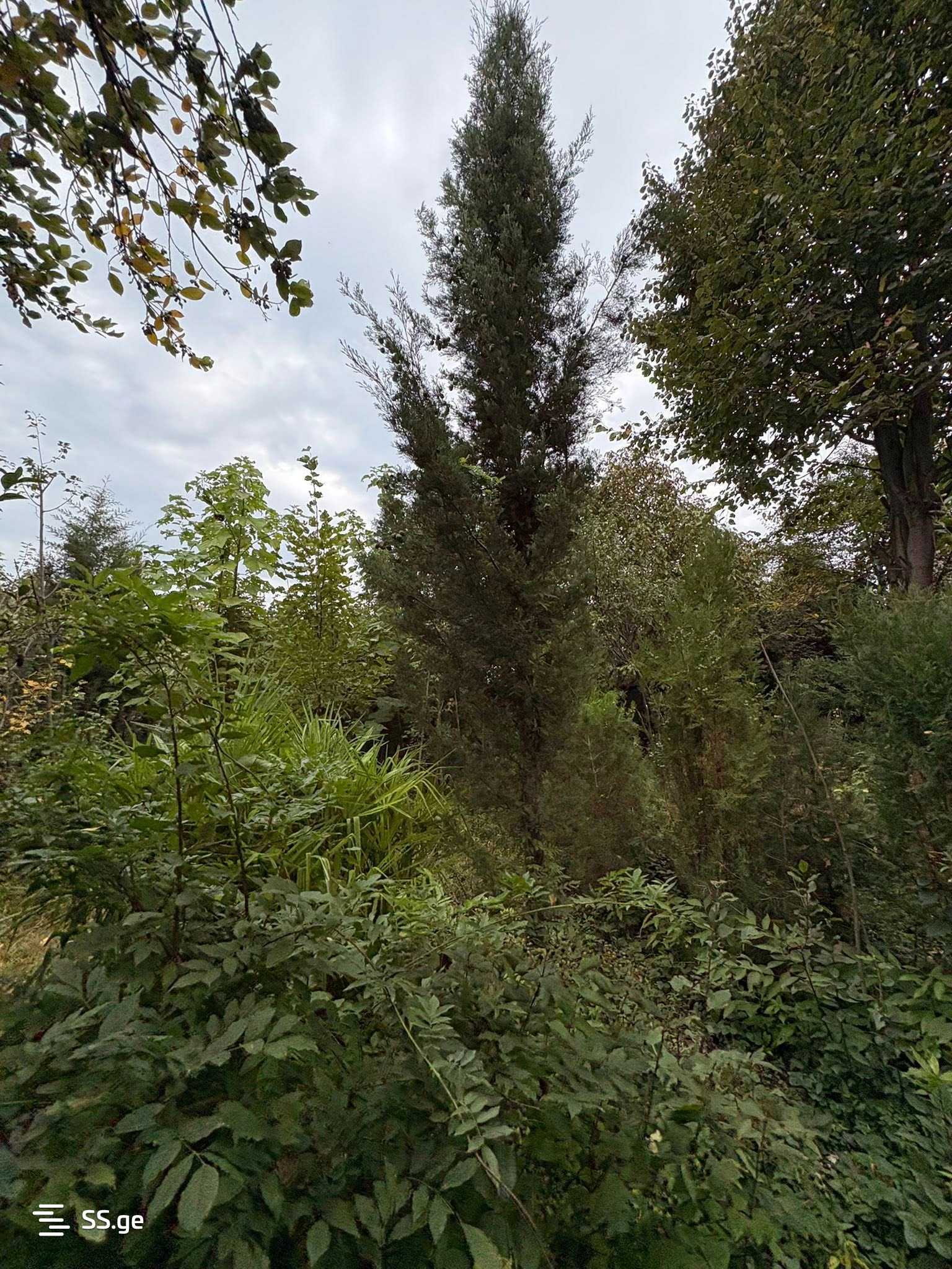 Продажа Земля в Телави, 7 of 12