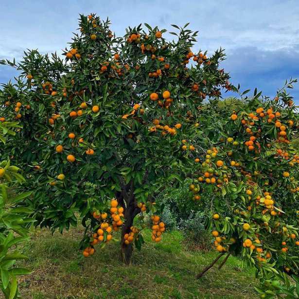 Land For Sale. Zemo Natanebi