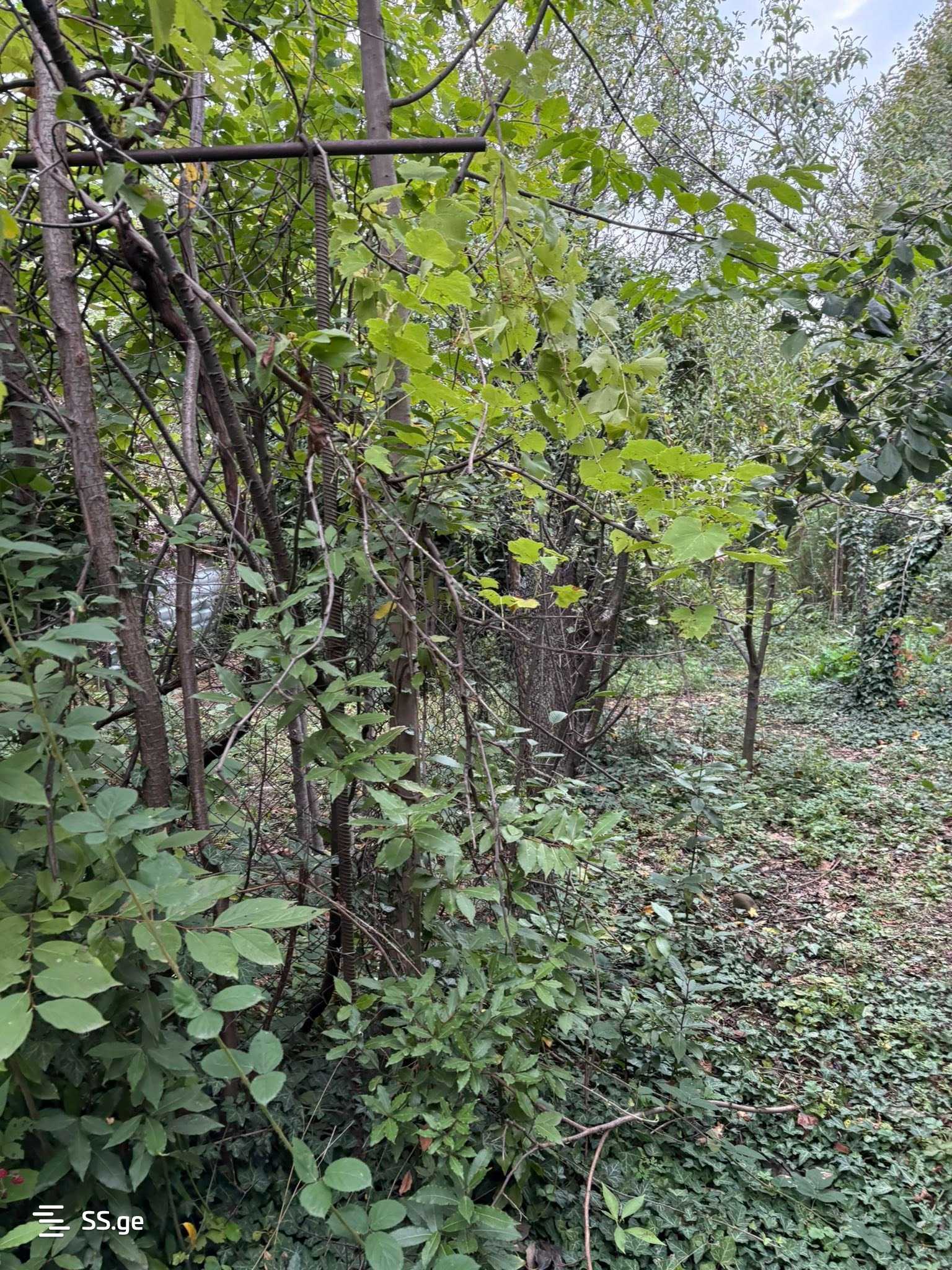 Продажа Земля в Телави, 4 of 12