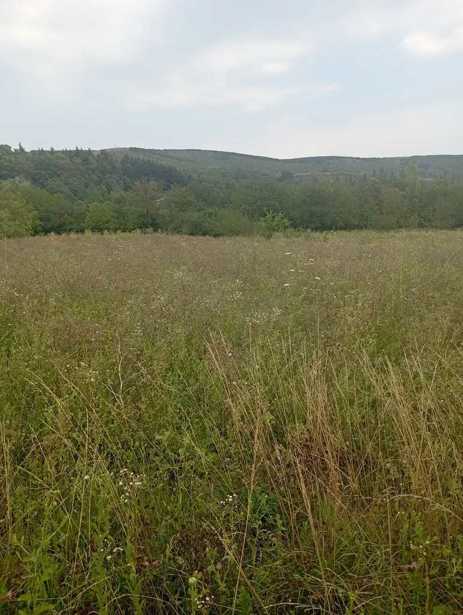 Land For Sale. Okami