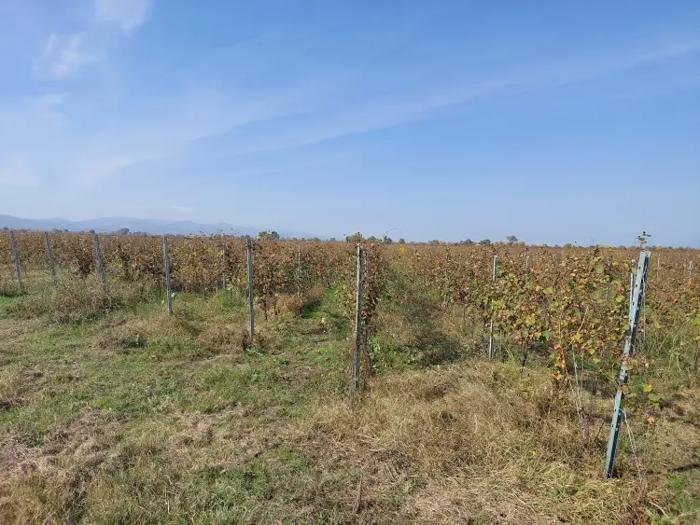 Land For Sale. Gurjaani