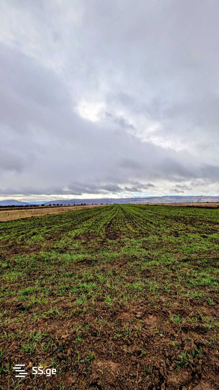 Land For Sale. Kaspi view 8