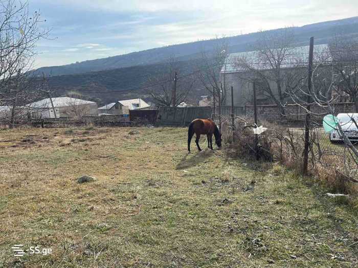 https://static.ss.ge/20260109/4_f14dcd12-3021-4c24-b79e-942fdf40dae6_Thumb.jpg