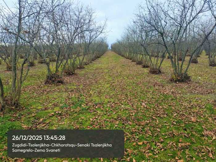 Land For Sale. Tsalenjikha