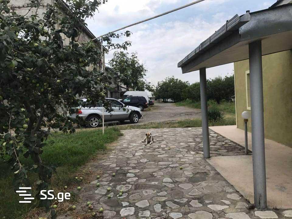 Store-Industrial Property For Sale. Telavi view 6