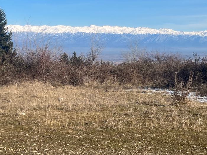 Land For Sale. Gurjaani