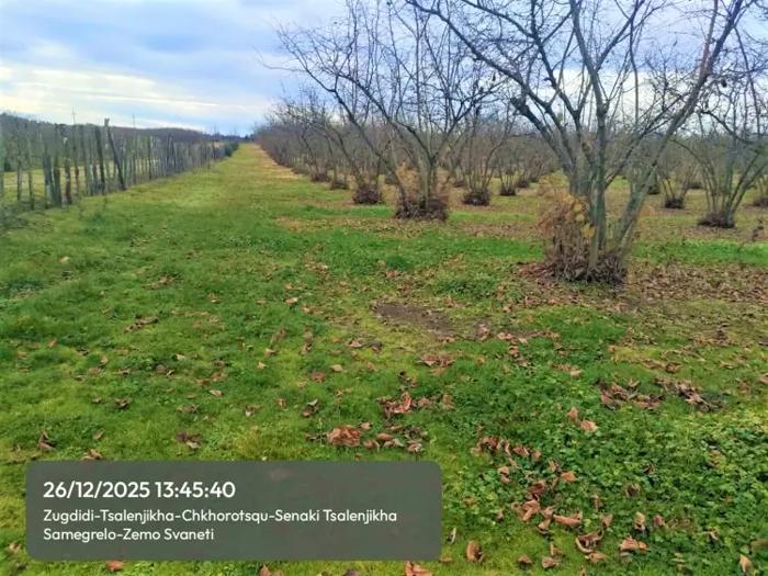 Land For Sale. Tsalenjikha