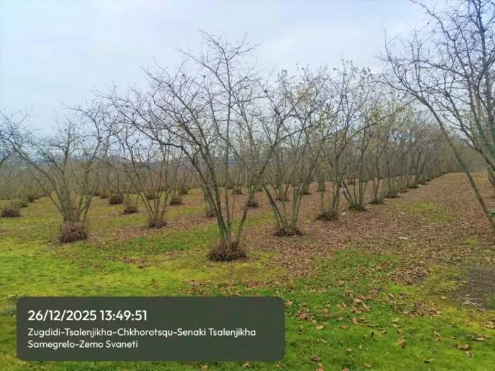 Land For Sale. Tsalenjikha