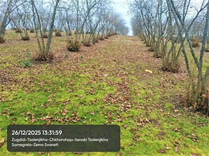 Land For Sale. Tsalenjikha