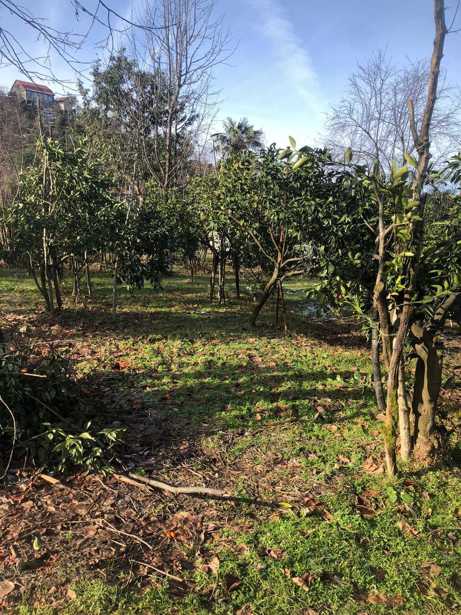 Land For Sale. Akhalshenis Meurneobis Dasakhleba