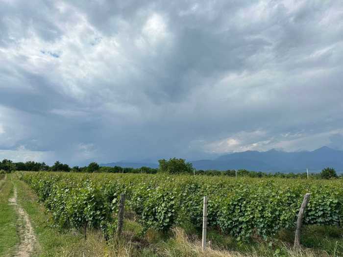 Land For Sale. Tsinandali