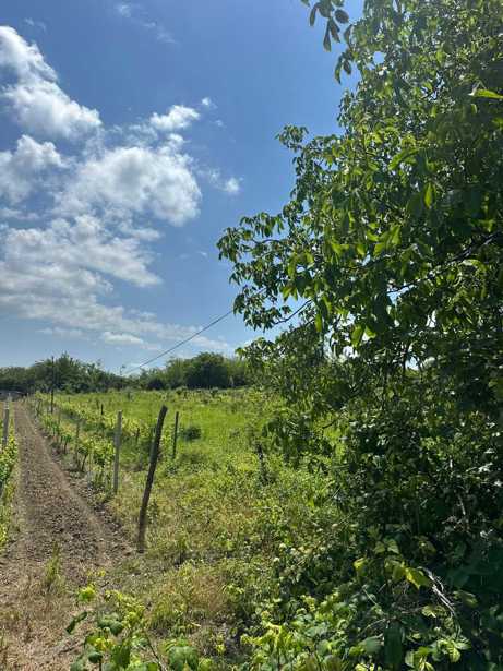 Land For Sale. Shalauri