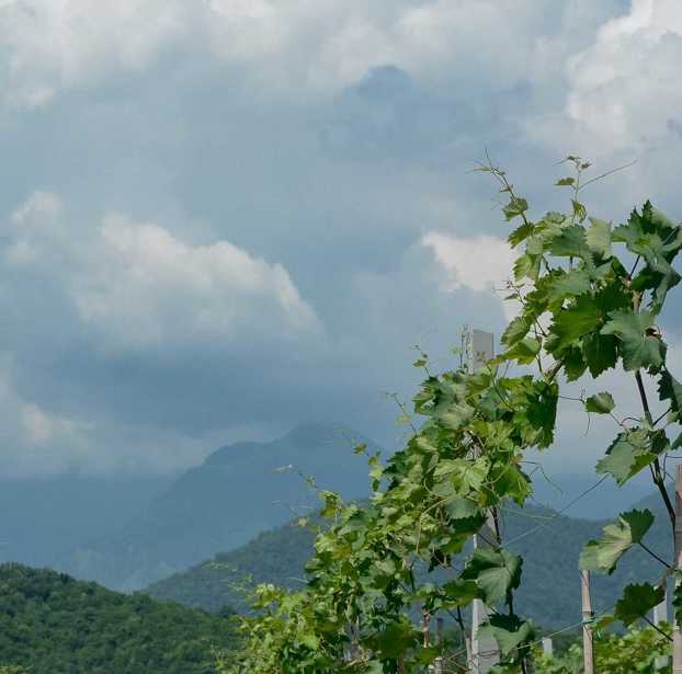 Land For Sale. Napareuli