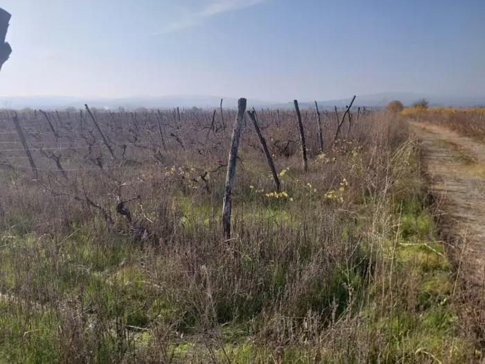 Land For Sale. Akhasheni