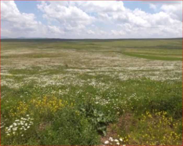 Land For Sale. Tsalka